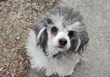 AKC Sally