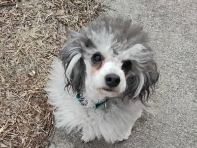 AKC Sally