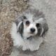 AKC Sally
