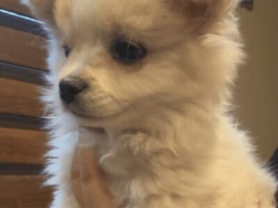 Maltipom