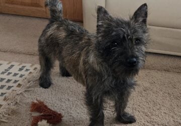 AKC Cairn Terrier, male 8 mo