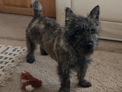 AKC Cairn Terrier, male 8 mo