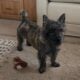 AKC Cairn Terrier, male 8 mo