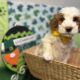 Mini Tri-Color Parti Poodle Puppies 15-20 lbs