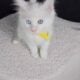 Maine Coon Kittens