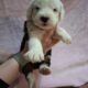 Old English Sheepdog Puppies