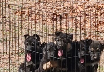 German Shepherd’s puppies