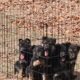 German Shepherd’s puppies