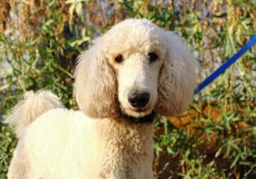 AKC Poodle