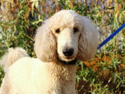 AKC Poodle