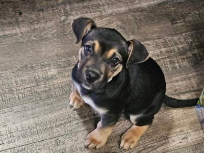 Puppy to Re-home