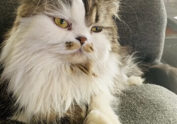 Male Persian cat