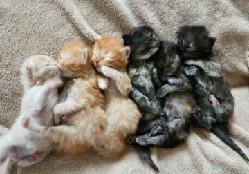2 week old Persians