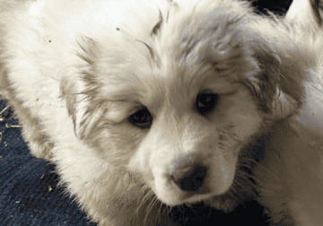 Great Pyrenees pups