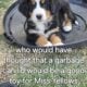 Adorable Bernese Mountain Puppies