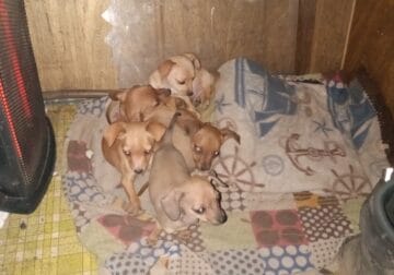 Cheweenie puppies