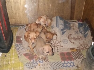 Cheweenie puppies