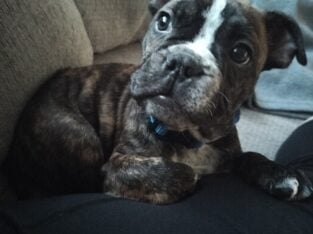Old English bulldog