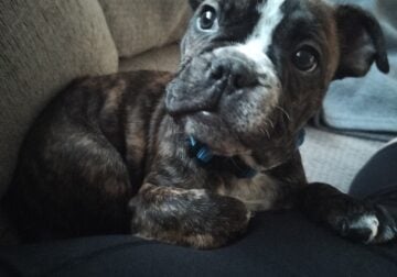 Old English bulldog