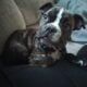 Old English bulldog