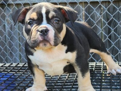 American bully pups for sale