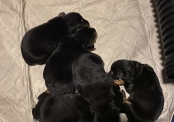 AKC ROTTWEILER PUPPIES