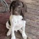 German shorthair puppies