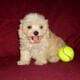 Higgins – MaltiPoo male