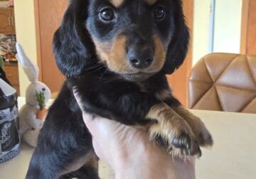 Mini Dachshund Puppies (2 Female)