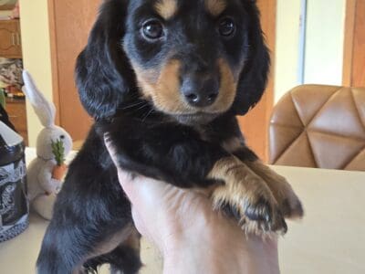 Mini Dachshund Puppies (2 Female)