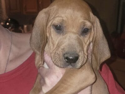 Red bone coon hound pups for sale