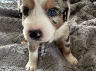 Australian Shepherd/Australian Cattle Dog pups