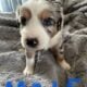 Australian Shepherd/Australian Cattle Dog pups