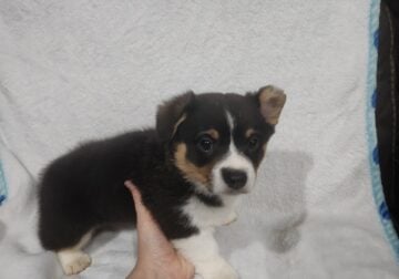 Pembroke Welsh corgi puppie for sale