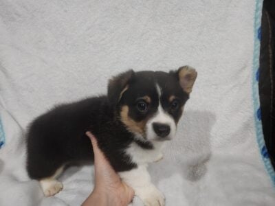 Pembroke Welsh corgi puppie for sale
