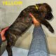 Cane Corso Puppies