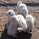 Beautiful Great Pyrenees puppies!
