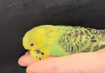 English budgies for sell