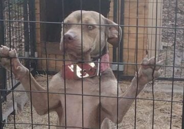 8 month old pitbulls