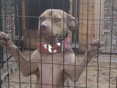 8 month old pitbulls