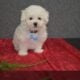 Meet Our Adorable AKC Female Maltese!