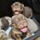 English Bulldog Chocolate AKC