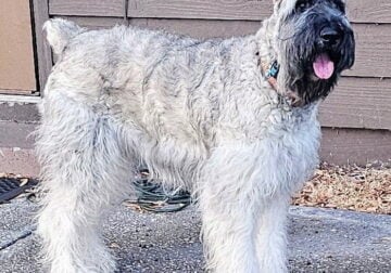 Maxamillian- Giant Schnauzer-Salt & Pepper