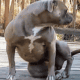 Blue and white female F1 Olde English Bulldogge