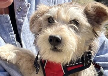 8 month old male Snorkie available!