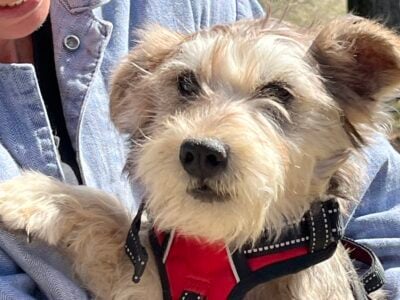 8 month old male Snorkie available!