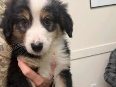 Australian Shepherd Puppies For Sale