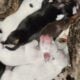 Pitbull/Mini Dashound puppies