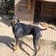 Sweet Doberman needs re-homing