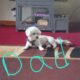Mini aussiechons for sale puppies